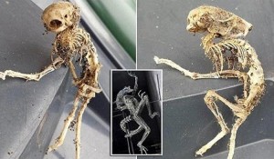 Dice que encontró el esqueleto de un Alien