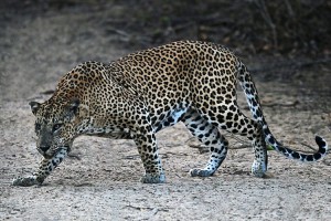 Grandes gatos comen perros en India