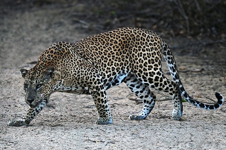 Grandes gatos comen perros en India