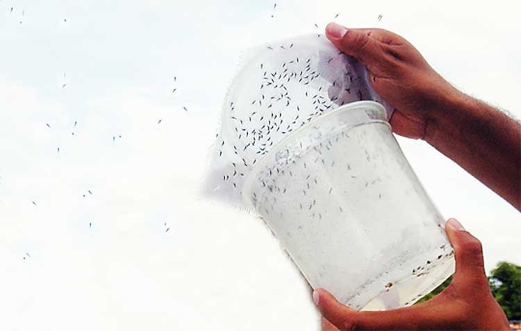 Mosquitos mutantes para combatir el dengue