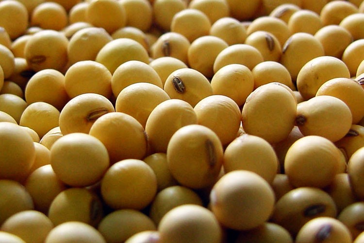 Relación entre soja y cáncer