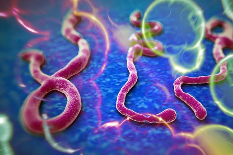 Ébola, el brote se originó por un brujo