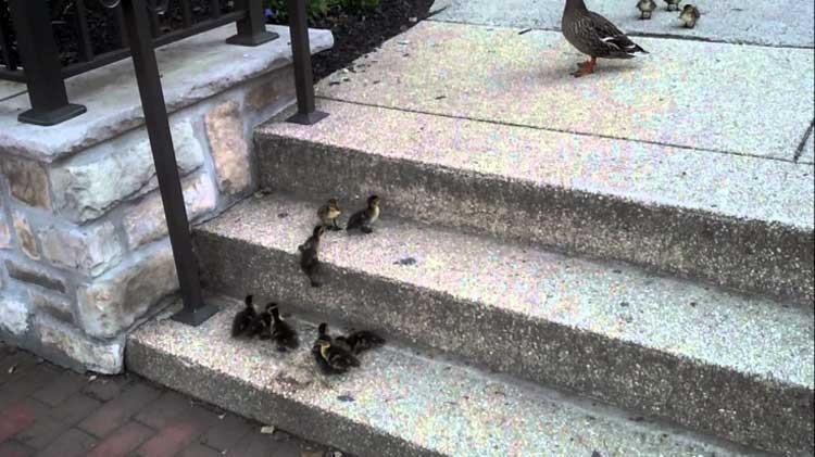 11 patitos en una escalera
