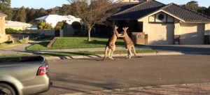 “Canguros boxeando” en la calle
