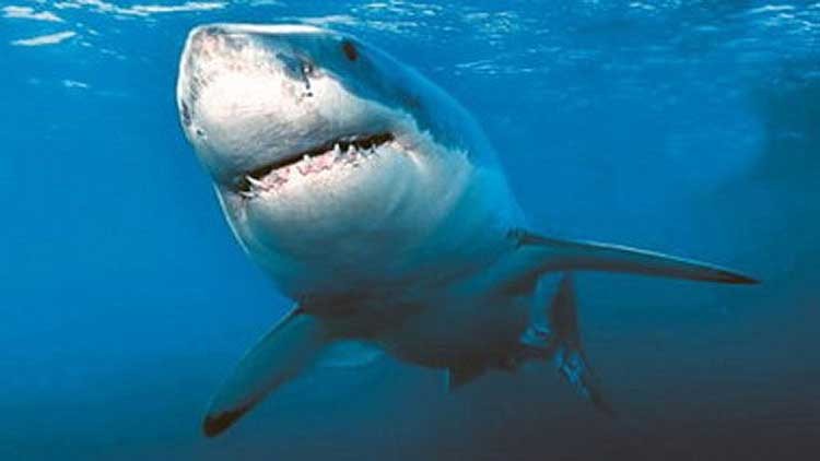 Evacuan-playas-australianas-por-ataque-de-tiburon