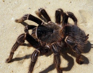 Goliat de las arañas