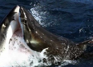 Tiburón gigante ataca a otro más pequeño