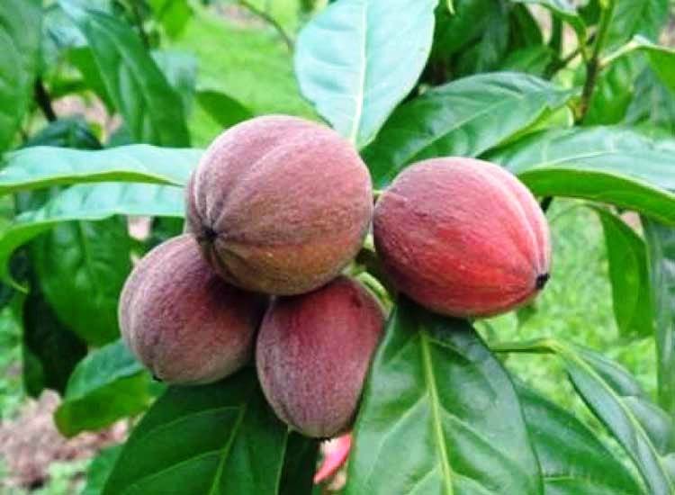 Baya australiana extraordinaria para el cáncer