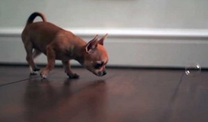 Chihuahua persiguiendo burbujas en cámara lenta