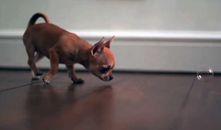 Chihuahua persiguiendo burbujas en cámara lenta