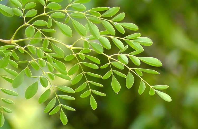 Moringa milagrosa