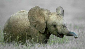 Bebé elefante sale victorioso contra 14 leones