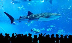 Japón creará una ciudad submarina