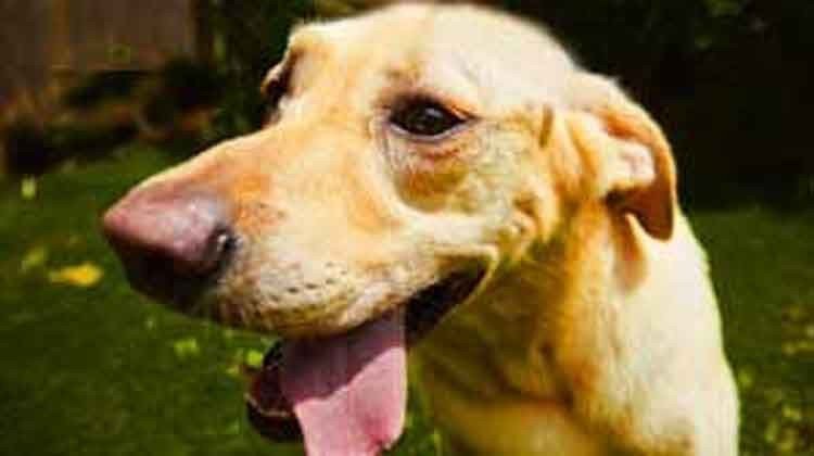 Piton-vs-perro-tiene-un-final-feliz1