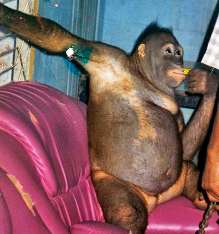 Pony la esclava sexual liberada