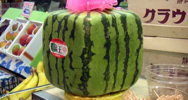 Sandías cuadradas “Made in Japan”