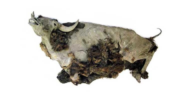bisonte momificado de 9.000 años