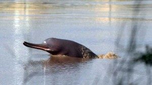 Lucha para salvar delfines y tortugas del Indo