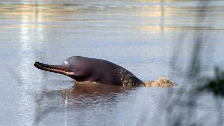 Lucha para salvar delfines y tortugas del Indo