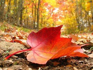 Lo que la Medicina China nos enseña del otoño