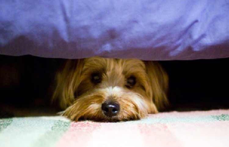 Cómo evitar que sus mascotas se estresen