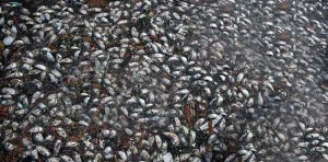 toneladas de peces muertos en Rio