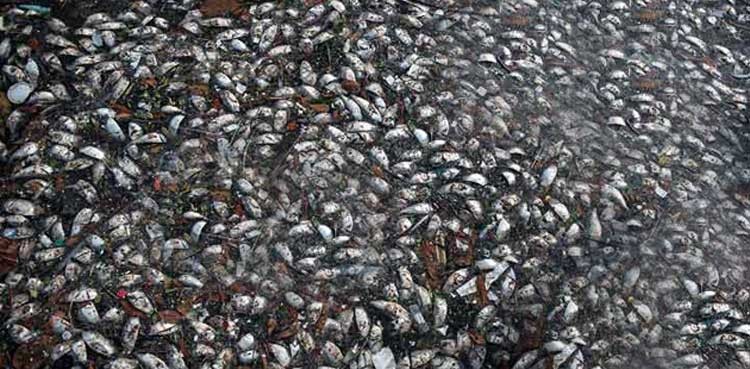 toneladas de peces muertos en Rio