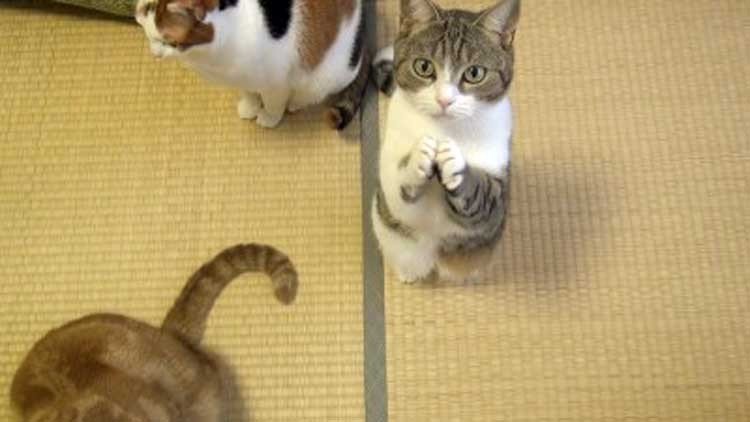 gato más espiritual