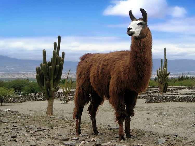 La sangre de llama ayuda a combatir el VIH