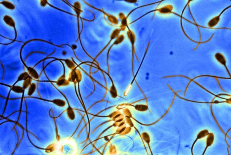 óvulos y espermatozoides