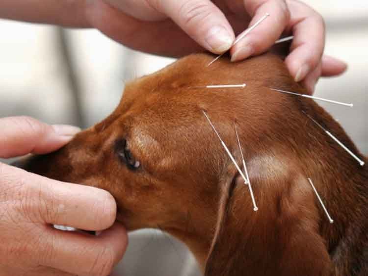 Acupuntura para perros