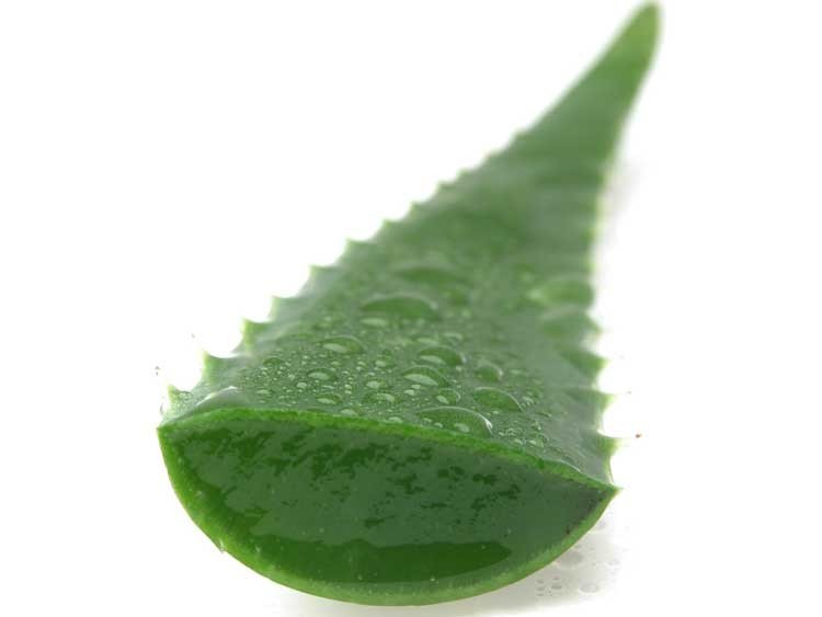 aloe vera