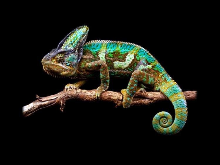 camaleón