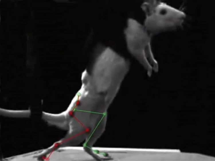 caminar a paralíticos