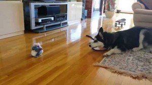 husky siberiano