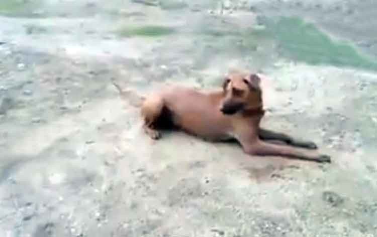 Su perro salió desesperado para rescatarlo
