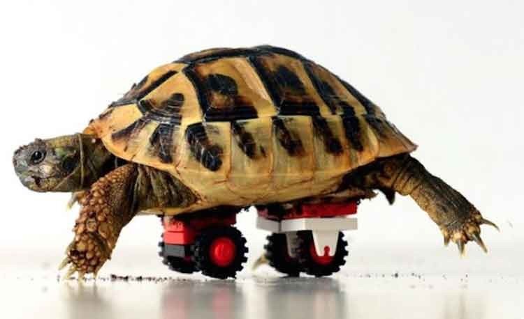 Tortuga discapacitada