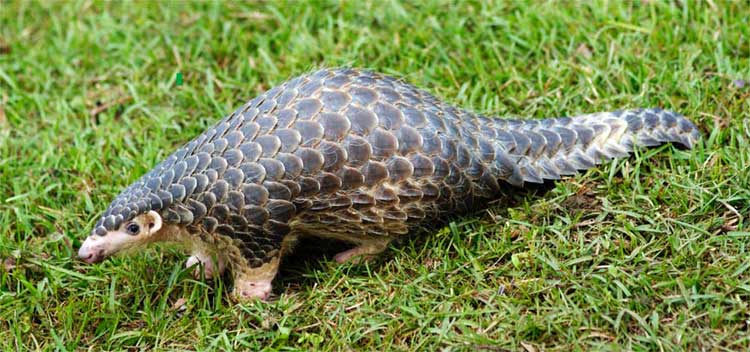 pangolín