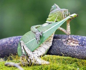 Lagarto dragón Roquero