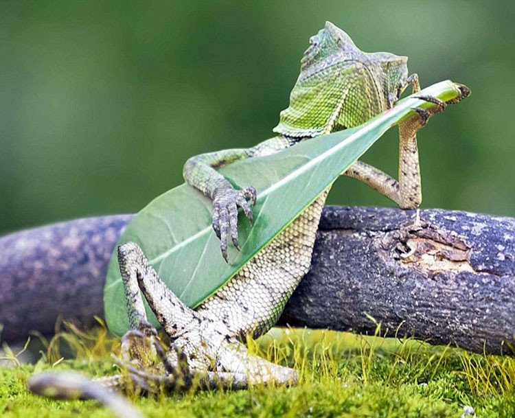 Lagarto dragón Roquero