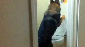 Baron, el perro limpio