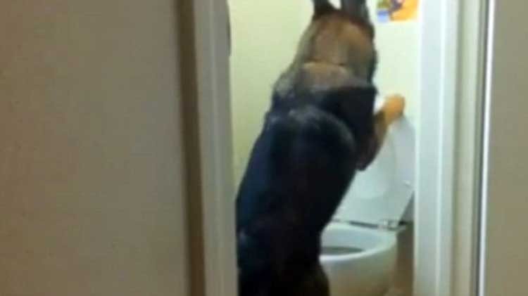 Baron, el perro limpio