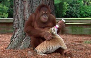 orangutan