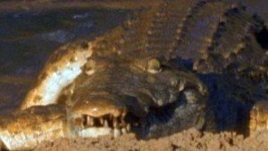 Cocodrilo vs Hipopótamo