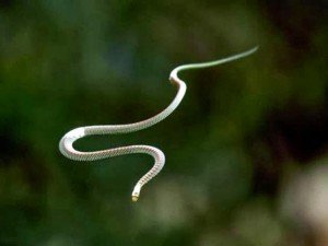 Serpiente Voladora