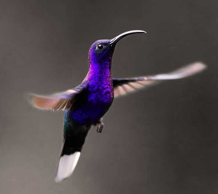 Colibríes