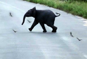 Bebé elefante