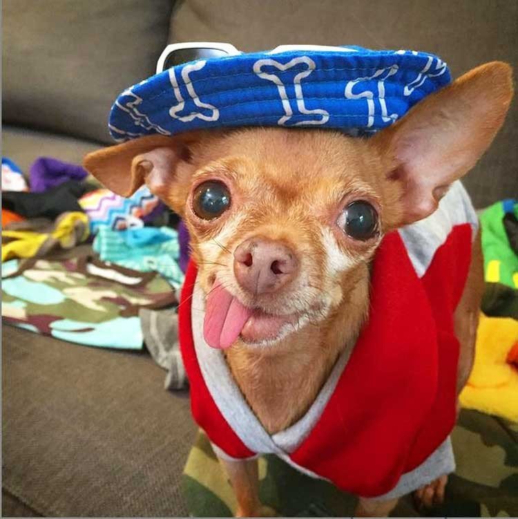 Mervin el Chihuahua