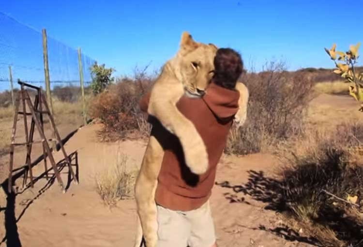 terroríficos Leones