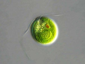 Chlamydomona reinhardtii green algae